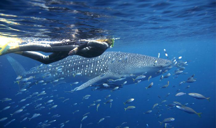 Ningaloo Reef and Shark